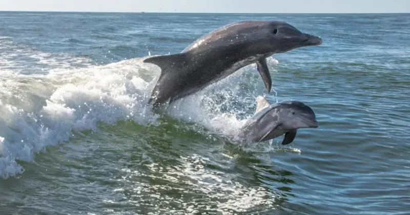Anna Maria Island: Dolphin Cruise