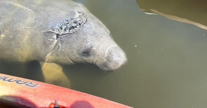 Bradenton: Anna Maria Island Guided Kayaking Manatee Tour