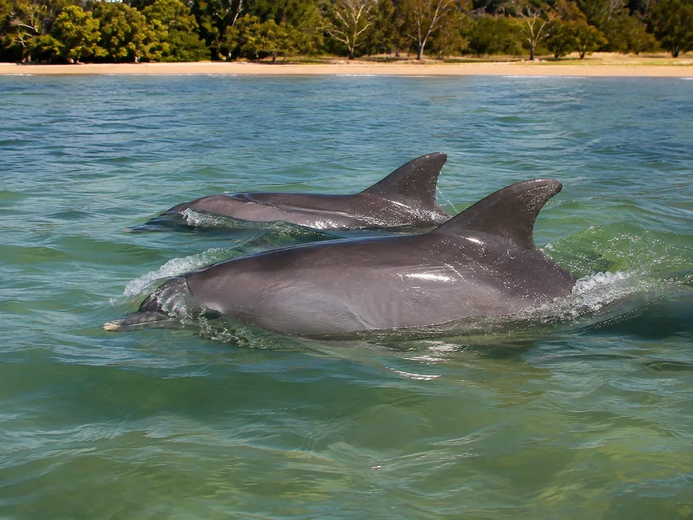 Wild bottlenose dolphins breaking the surface